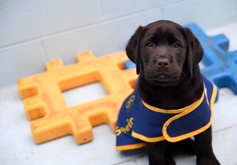 A young Seeing Eye Dog pup wearing training vest