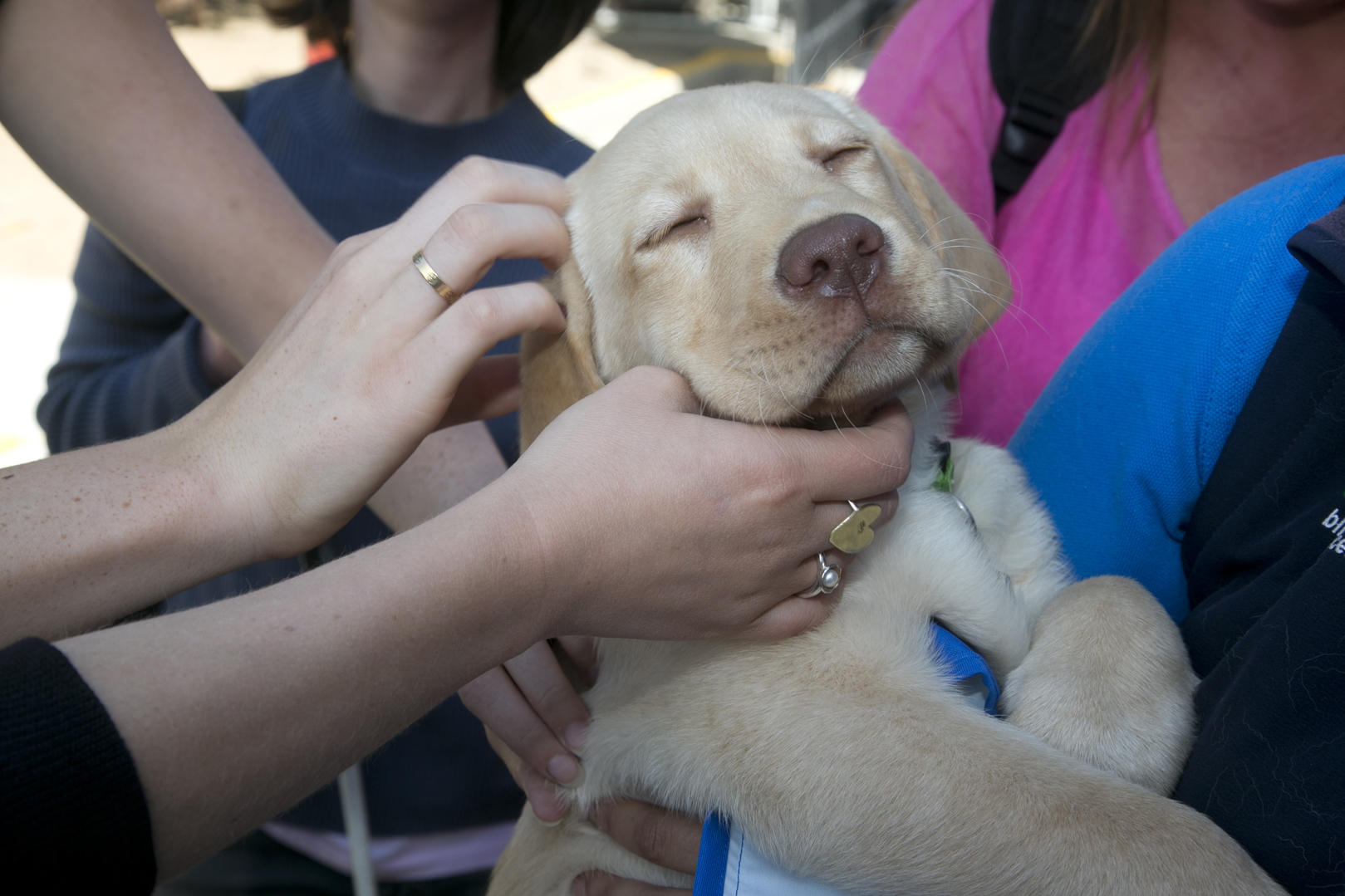 Photo of a golden labrador puppy being held and patted