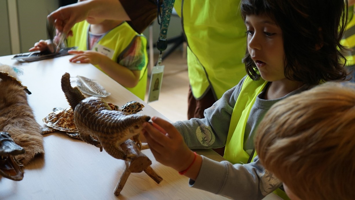 "A child looks in wonder at a pangolin specimen"